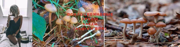 ешки Алексин
